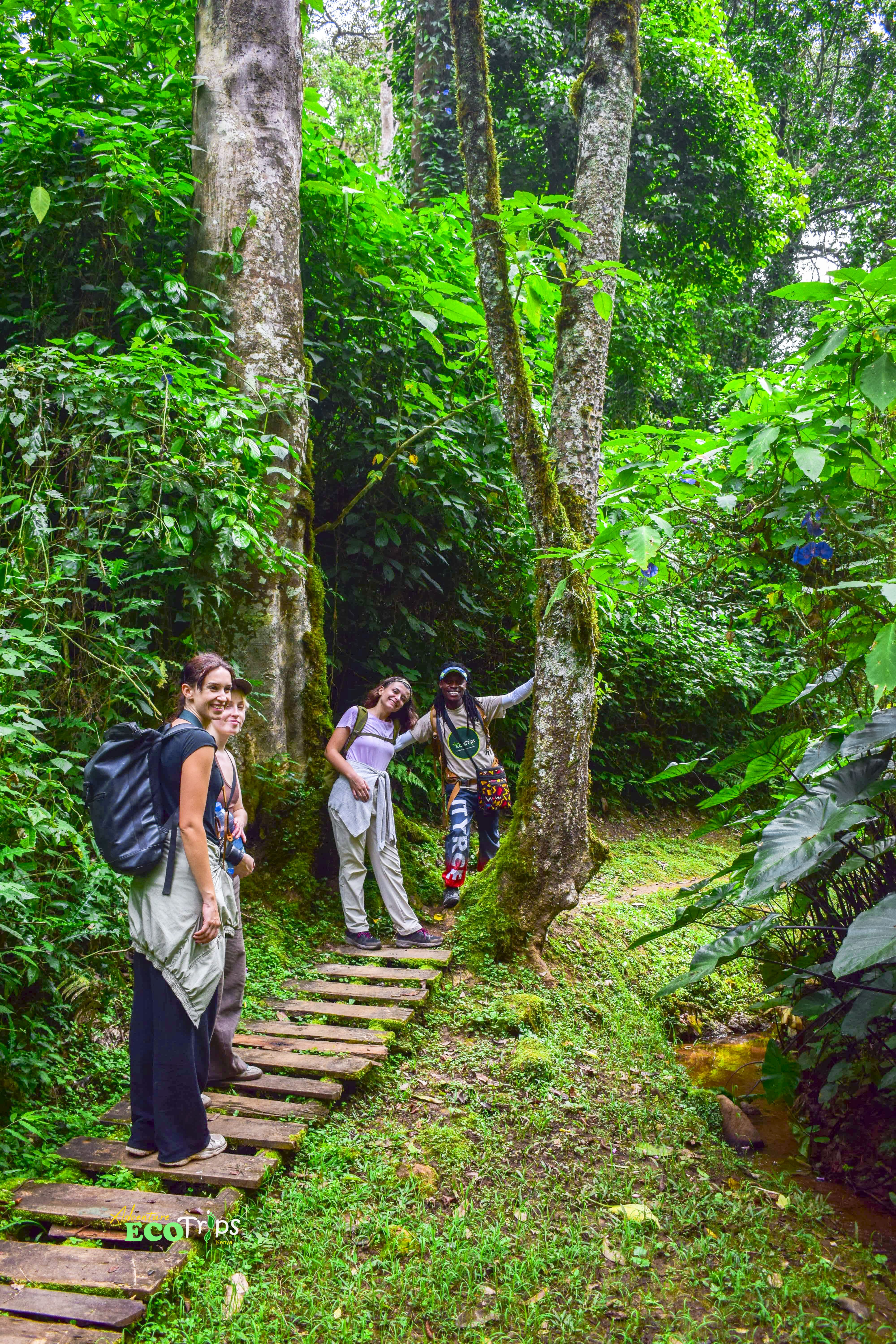 Kakamega Forest Nature Walk