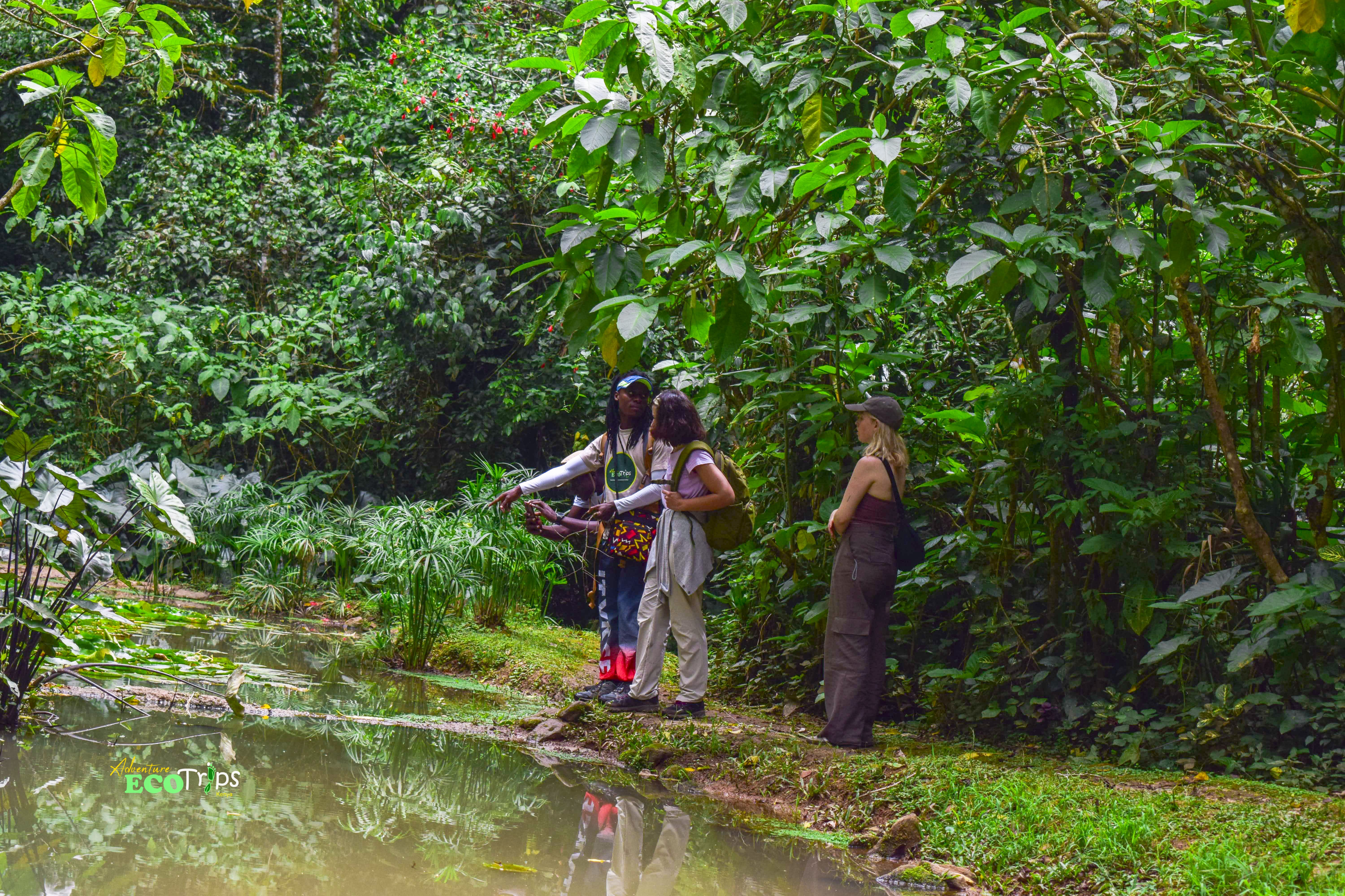 Kakamega Forest Nature Walk