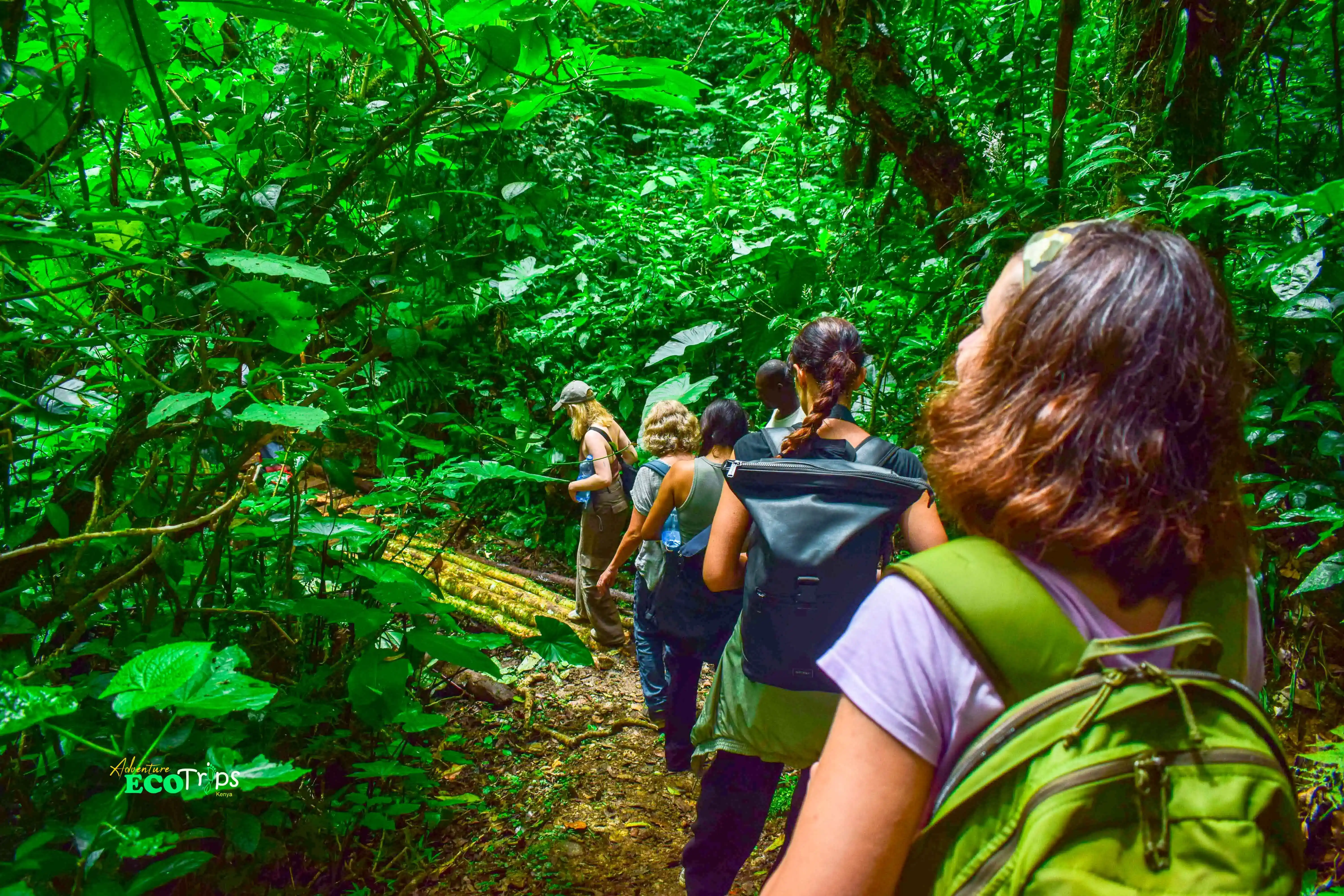 Kakamega Forest